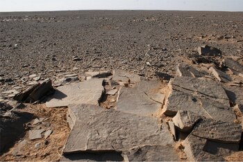Losa grabada del Sector 43 de Sluguilla Lawash, en la zona cercana al monumento, que representa un bóvido y un avestruz. (African Archaeological Review)