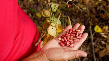 El Salvador fija fechas de siembra y refuerza medidas técnicas para maximizar la producción agrícola
