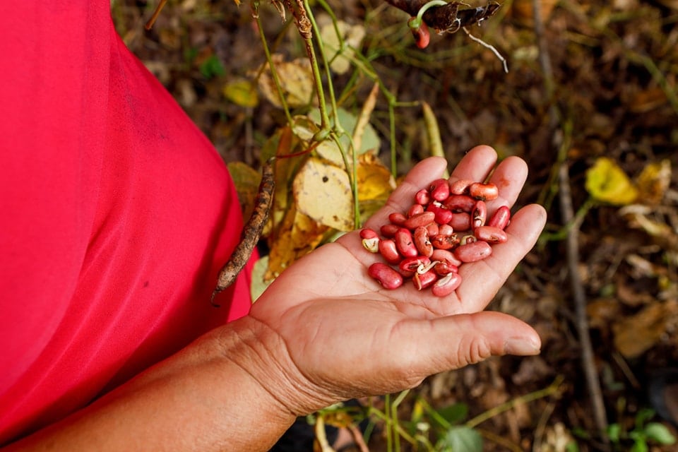 La canasta básica urbana ronda los $260 y la rural entre $180 y $190, pero ese indicador no refleja toda la realidad inflacionaria de los hogares. (Foto: cortesía)