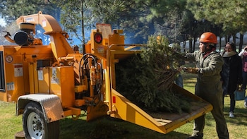 Dónde llevar tu árbol de