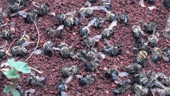 Apicultores de Campeche identificaron que