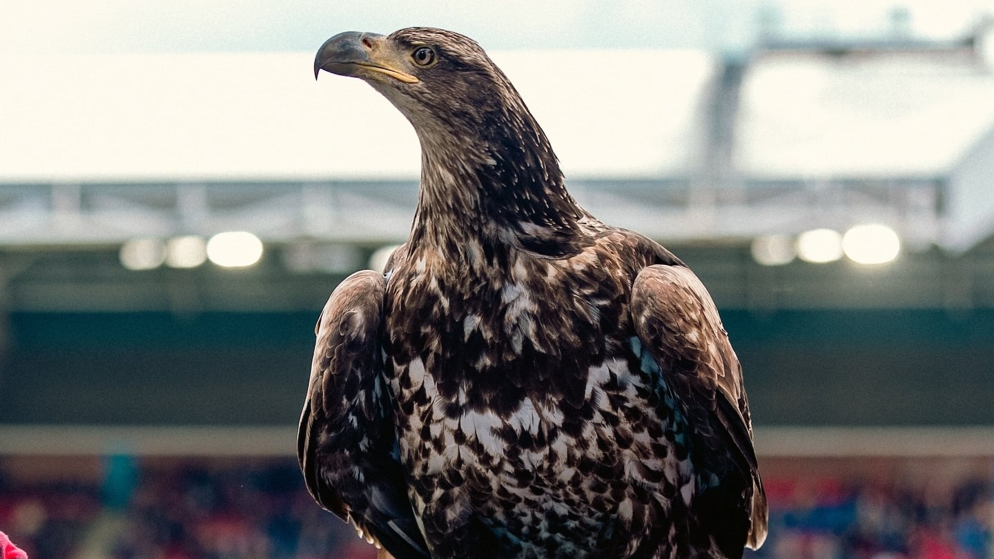 Un grupo defensor de los animales apunta contra un club de la Premier League por usar un águila como mascota: “Está siendo utilizada como un accesorio”