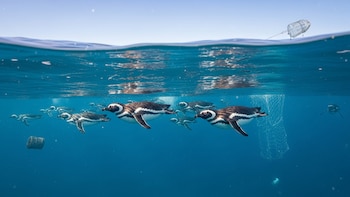 El espectacular viaje de los pingüinos desde Punta Tombo al sur de Brasil: secretos y claves sobre su migración