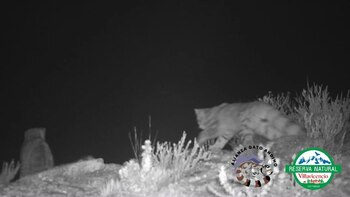 Reapareció el Fantasma de los Andes en Mendoza