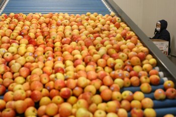 Las pérdidas producto de las