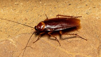 ¿Por qué razón aumentan las