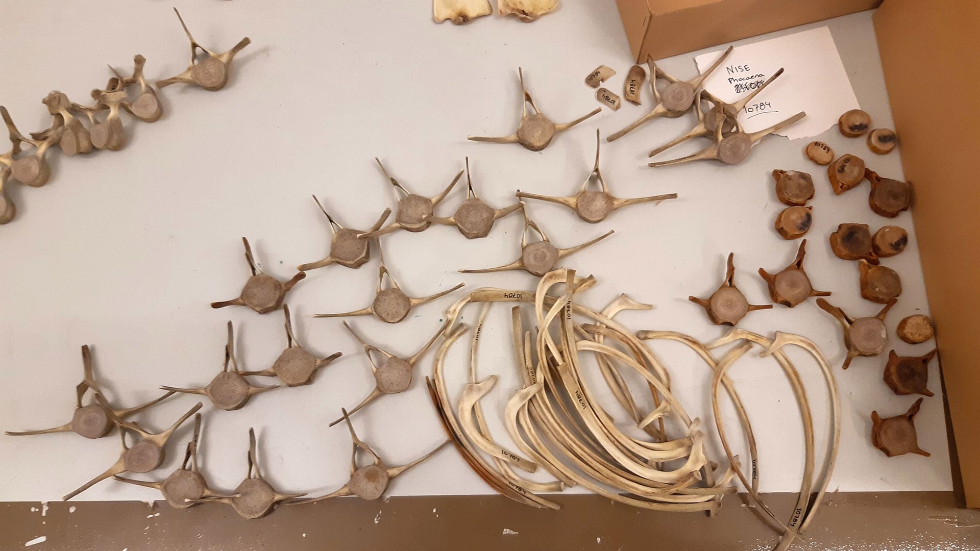 El estudio publicado en PeerJ comparó cortes ultrafinos de huesos de ictiosaurios con esqueletos de ballenas dentadas