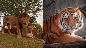 La Profepa confundió un tigre