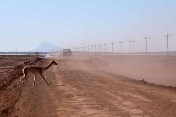 Una llama cruza la carretera cerca del Salar de Uyuni, una vasta salina con amplios recursos de litio, en Bolivia (REUTERS/Claudia Morales/Archivo)