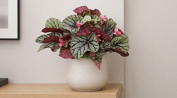 Una planta con hojas verdes, rojas y flores rosadas en una maceta blanca se posa sobre un estante de madera junto a un marco de cuadro negro