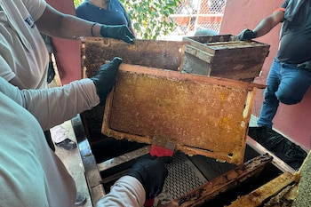 Fotografía cedida por la investigadora