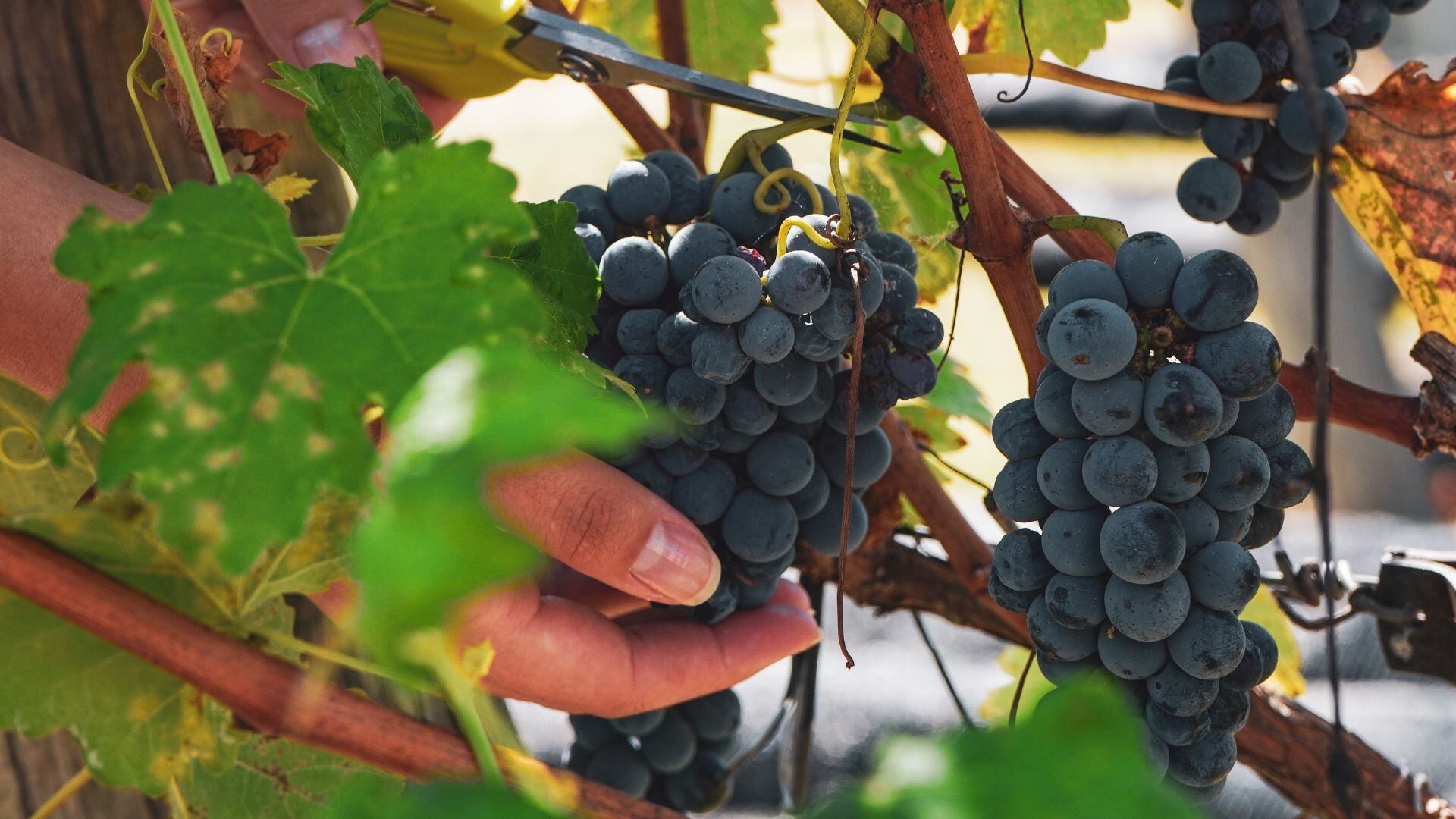 David Céspedes, doctor, explica cómo limpiar las uvas antes de consumirlas: “La solución se llama bicarbonato de sodio”
