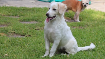 Muchos perros contemporáneos, como el