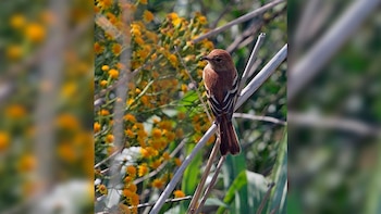 El Fiofío Silbón es un pájaro patagónico del tamaño de un gorrión que cada año viaja más de 6.000 kilómetros de noche entre el sur de Sudamérica y Brasil.