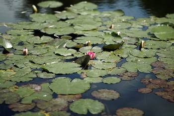 Los jardines de Monet en Giverny evalúan incorporar plantas más resistentes al calor y adelantar los ciclos de floración - REUTERS/Benoit Tessier