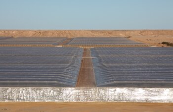 Foto de archivo de una plantación en Dakhla, en el Sahara Occidental (Fepex / Europa Press)