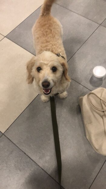 Hunter, mascota de apoyo emocional