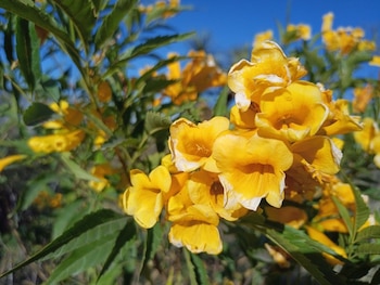 Tronadora tiene una larga lista