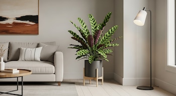 Living con sofá gris, cojines, mesa de centro, cuadro abstracto, planta Calathea cascabel en maceta oscura y lámpara de pie negra iluminada.