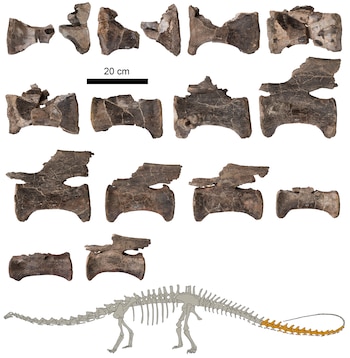 Vértebras de la cola del Diplodocus de El Castellar (Teruel, España) junto con una figura indicando en oscuro los fósiles estudiados. (Fundación Conjunto Paleontológico de Teruel-Dinópolis)