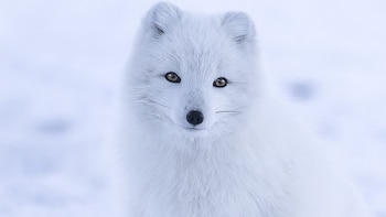 Cómo el zorro ártico sobrevive a temperaturas de hasta -50 °C y caza bajo la nieve