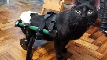 Emprendedores en medio de la