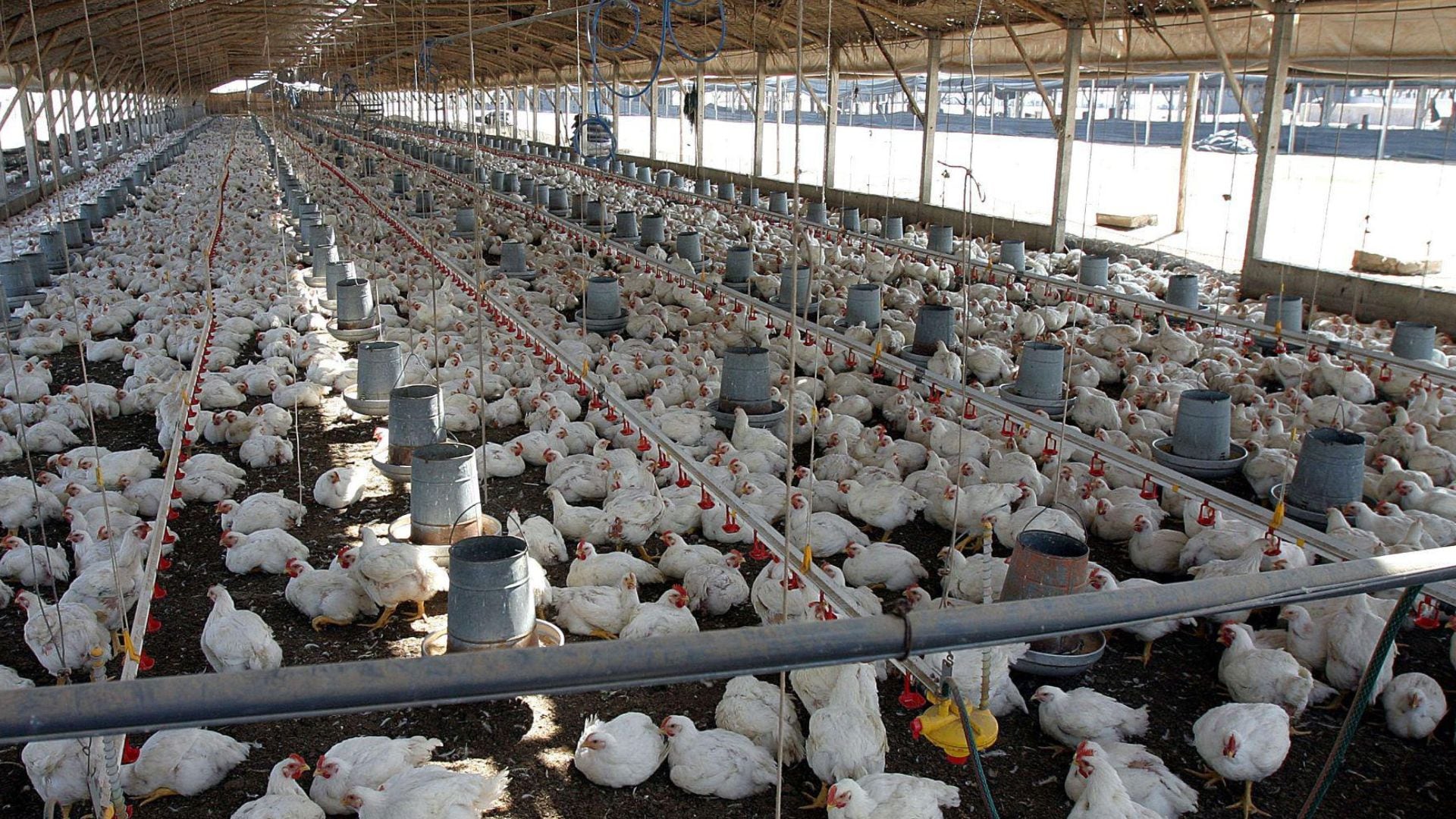 La pérdida del mercado chino obligó a Granja Tres Arroyos a redirigir parte de su producción al mercado local