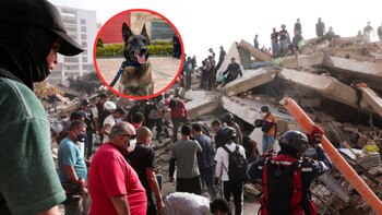 Terremotos en Venezuela| Alcalde Galán compartió video de Dastan, el perro rescatista, que apoya labores de búsqueda