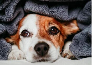 Nuestras mascotas también pueden resentir