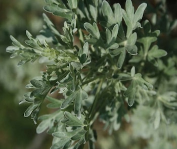 El ajenjo tiene una larga