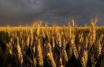FOTO DE ARCHIVO: Espigas de trigo en un campo en Ecoust-Saint-Mein, Francia, 22 de junio de 2022. REUTERS/Pascal Rossignol