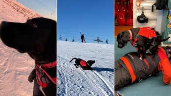 Millie durante una sesión de