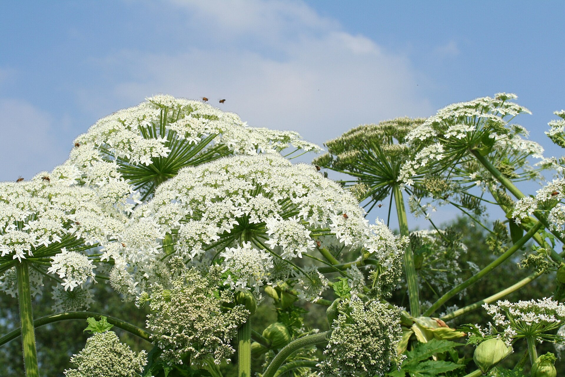 El perejil gigante, la peligrosa planta invasora que florece en verano y que puede provocar urticaria y quemaduras: ya está en algunas zonas de España