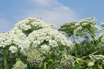 Perejil gigante. (Jean-Pol Grandmont/Wikimedia Commons)