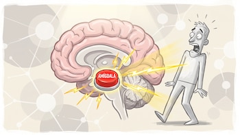 Amígdala cerebral: qué es y por qué puede activar una reacción antes de que intervenga el pensamiento