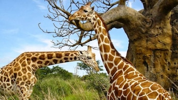 El cuello y el tamaño