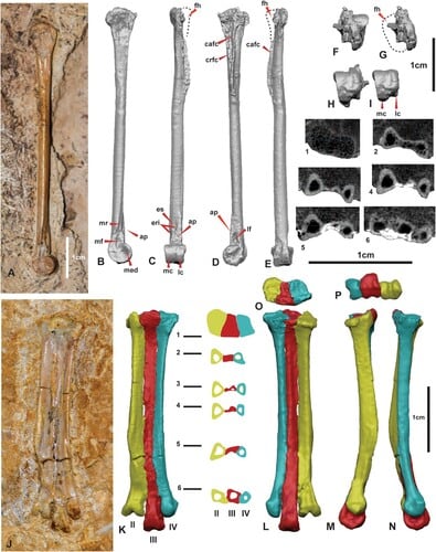 Los investigadores utilizaron escaneos y modelos tridimensionales para examinar el interior de la roca sin dañar las estructuras óseas (Crédito: Gentileza, estudio Tenuicruris piscanexum , una nueva incorporación a los raros fósiles de aves del Cretácico de Australia, publicado en Journal of Vertebrate Paleontology)