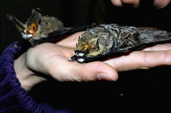 Al igual que el SARS-CoV-2,