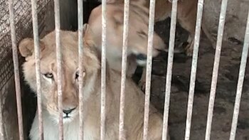 Hay más 120 felinos y