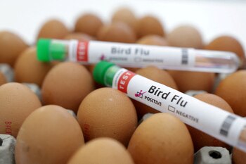 La propagación del H5N1 entre