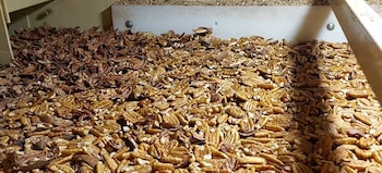 Conquistó el Litoral y hoy