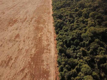 FOTO DE ARCHIVO: Una vista aérea muestra la deforestación cerca de un bosque en la frontera entre Amazonia y Cerrado en Nova Xavantina, estado de Mato Grosso, Brasil 28 de julio de 2021. REUTERS/Amanda Perobelli/Foto de archivo