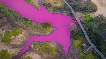 Los resultados preliminares descartan algas