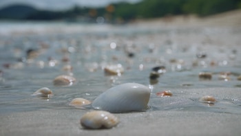 En un avance pionero, Costa