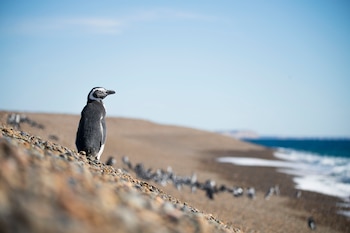 Las aves marinas reúnen alrededor de 350 especies adaptadas al océano y figuran entre los vertebrados más amenazados del mundo