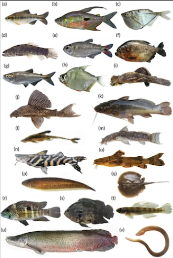 Especies de peces de agua