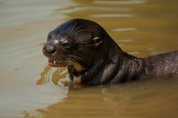 La nutria gigante fue incorporada en marzo de 2026 a la lista de animales migratorios amenazados de la Convención sobre la Conservación de las Especies Migratorias (Magnific)