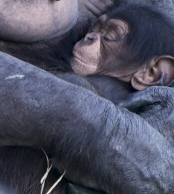 Las otras hembras del zoológico