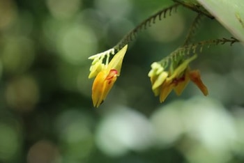 Orquídeas cusqueñas. (Foto: Andina)