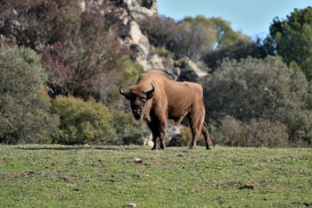Imagen de archivo de 2023 de la Sierra de Andújar, donde se comenzó un proyecto de conservación del bisonte europeo. (Juan de Dios Ortiz/Europa Press)